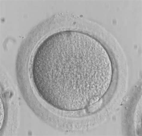 Microscopio con embrioni e ovociti