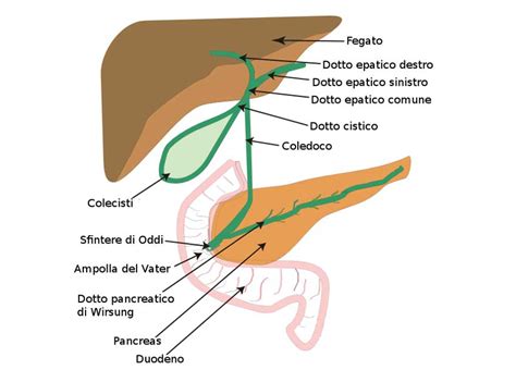 Anatomia della cistifellea e delle vie biliari