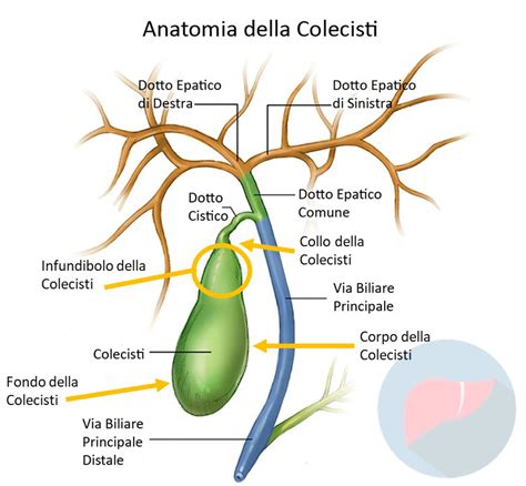 Schematico dell'influenza ormonale sulla cistifellea in gravidanza