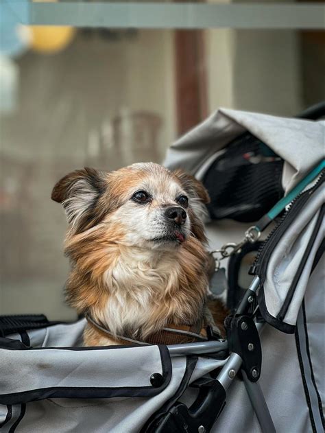 Cane di piccola taglia riposa comodamente in un passeggino
