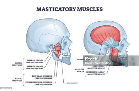 Diagramma che illustra i muscoli della masticazione