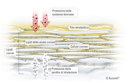 Schema della barriera cutanea del neonato