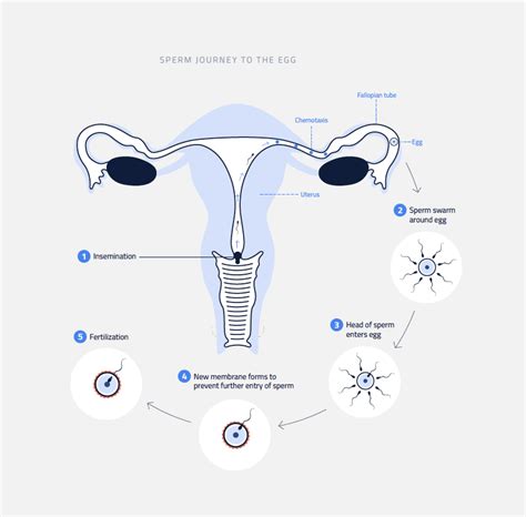 Illustration of sperm journey from testes to fallopian tube