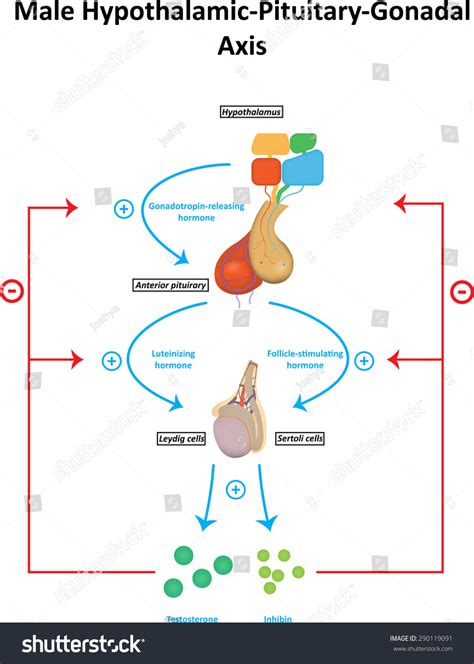 Diagram of Hypothalamic-Pituitary-Gonadal axis