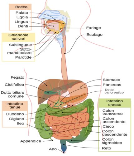Schema che illustra le strutture anatomiche coinvolte nella suzione