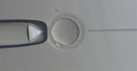 Microscopia di ovociti vitrificati