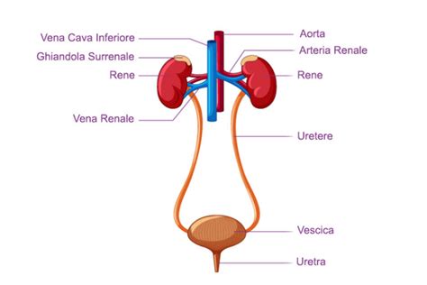 Schema anatomico delle vie urinarie