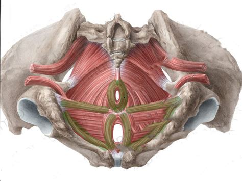 Diagramma dei muscoli del pavimento pelvico