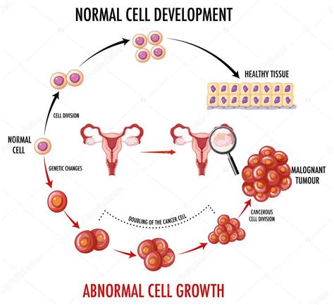 Illustrazione del processo di involuzione uterina