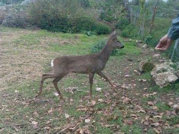 Capriolo appena ritrovato in ambiente riscaldato