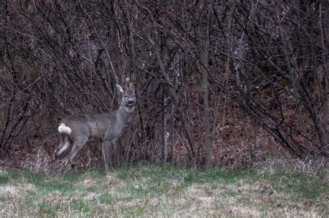 Capriolo adulto nel suo habitat naturale