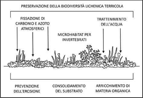 Schematizzazione dei quattro scopi principali del substrato in un acquario