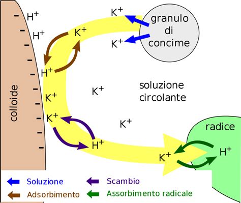 Diagramma che spiega la Capacità di Scambio Cationico (CEC) del substrato