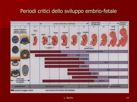 Diagramma dello sviluppo fetale e periodi di sensibilità alle radiazioni: mostra le settimane di gestazione e i periodi critici per lo sviluppo di diversi organi