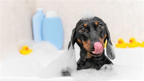 Cucciolo durante il bagnetto con shampoo delicato