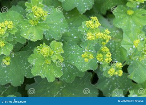 Illustrazione botanica dell'Alchemilla con dettaglio delle foglie a ventaglio e delle gocce di rugiada