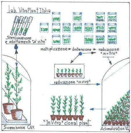 Diagramma del processo di micropropagazione vegetale tramite coltura di meristemi