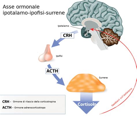 Diagramma dell'asse ipotalamo-ipofisi-surrene con meccanismo di feedback
