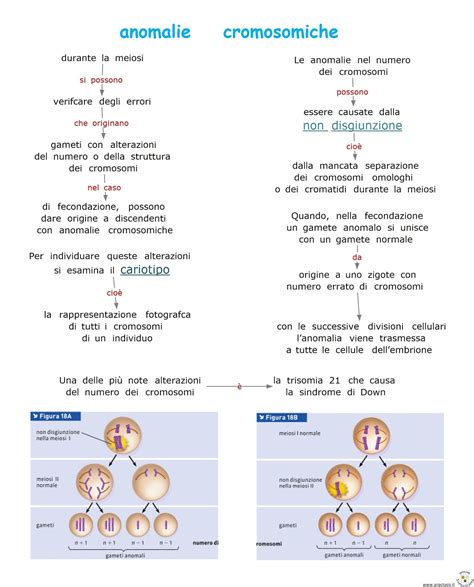 Schema semplificato delle anomalie cromosomiche comuni