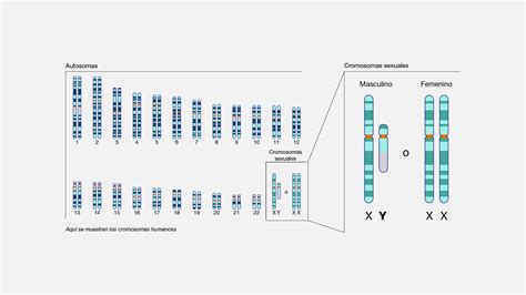 Cromosoma X e localizzazione del gene MECP2