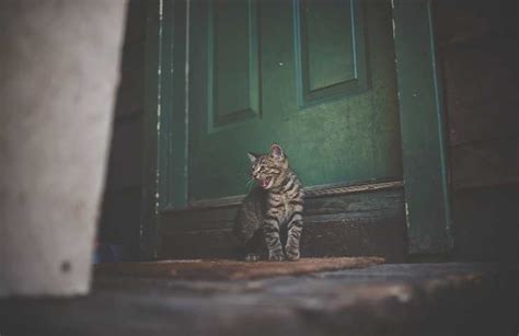 Gatto che miagola alla porta chiusa