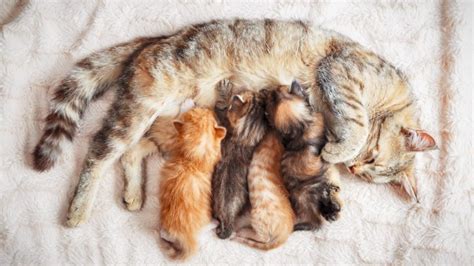 Gatta con i suoi cuccioli dopo il parto
