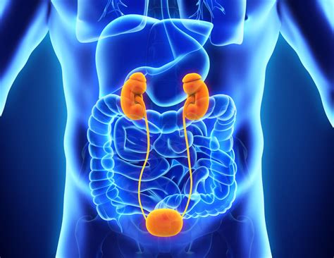 Diagramma delle possibili cause di ritenzione urinaria, inclusi stenosi, prostata ingrossata e cistocele