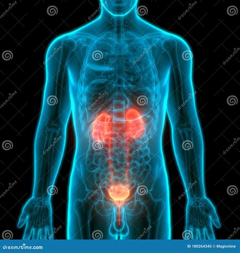 Illustrazione del processo di recupero della vescica e del tratto urinario inferiore dopo un intervento