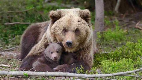 Orsa con cuccioli