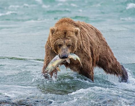 Dieta dell'orso bruno