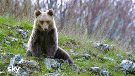 Orso marsicano giovane
