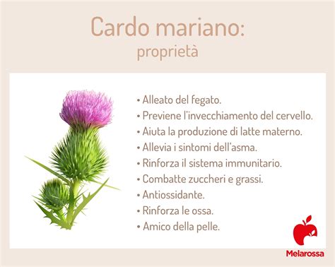 Integratori di Cardo Mariano in diverse forme