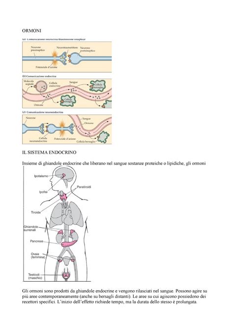 Rappresentazione ormoni e sistema urinario in gravidanza