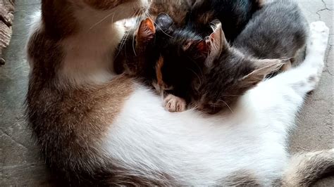 Gattini che bevono il latte materno