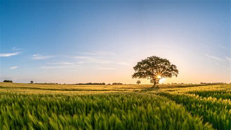 Campo agricolo
