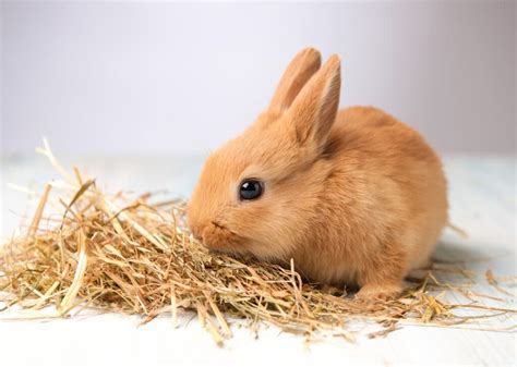 Coniglio giovane che mangia fieno alfalfa