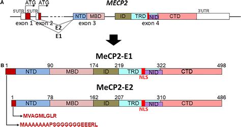 Gene MECP2