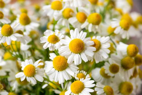 Erbe medicinali come finocchio e camomilla