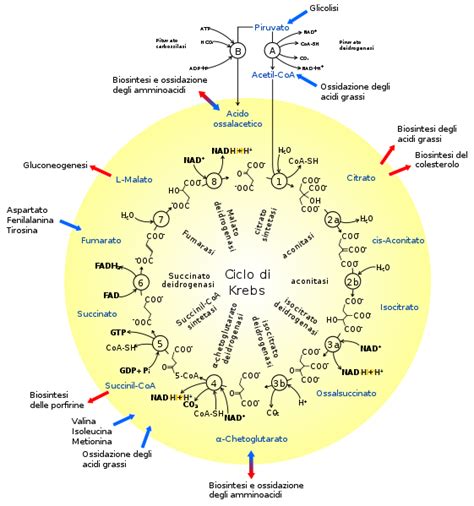 schema del ciclo di ovodonazione