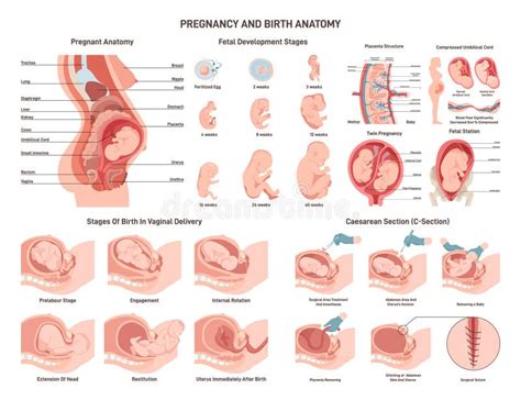 Illustrazione schematica che mostra la posizione fetale di un feto nell'utero