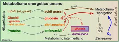 rappresentazione stilizzata del metabolismo energetico con glucosio e grassi