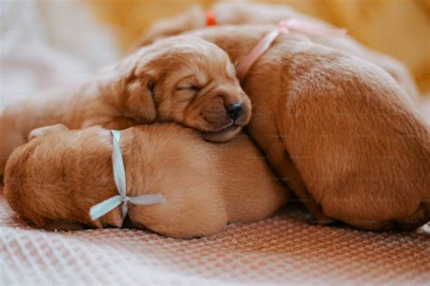 cuccioli neonati che si alimentano
