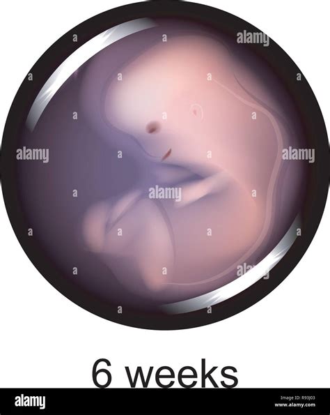 Illustrazione di un embrione di sette settimane