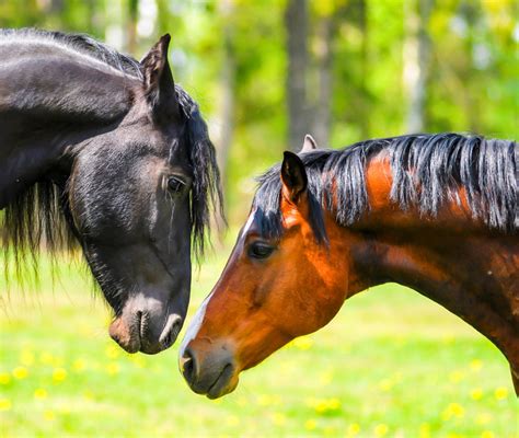 Fotografia di una cavalla in estro che mostra un comportamento ricettivo verso un cavallo maschio