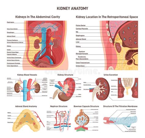 rappresentazione anatomica dei reni e del sistema escretore umano