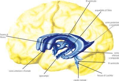 Diagramma anatomico del cervello con evidenziati i plessi corioidei e i ventricoli