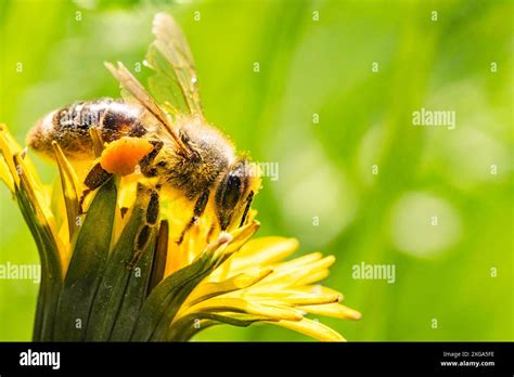 Un'ape su un fiore mentre raccoglie polline