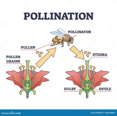 Diagramma del ciclo di impollinazione