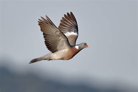 Colombaccio in volo