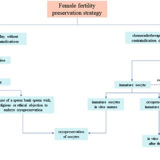 Flowchart of fertility preservation decision-making